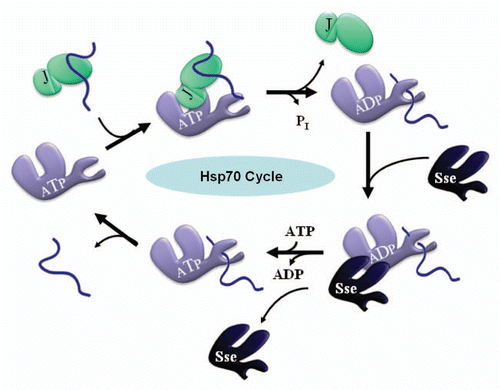 Figure 1 The Cyclic Hsp70 Chaperone System. Ssa (purple), the yeast cytosolic Hsp70, binds and releases client polypeptides (blue) in a regulated and ATP-dependent manner. J-proteins (aquamarine) including Sis1, Ydj1 and others, stimulate Ssa ATP hydrolysis by virtue of a conserved J-domain and thereby catalyze the “forward” direction of the cycle as indicated above. ADP•Ssa more stably associates with client polypeptides than the ATP-bound form and hence J-proteins favor the ADP•Ssa•Peptide complex. In some cases, J-proteins can also bind and deliver client polypeptides to Hsp70s via C-terminal domains (also shown above). Nucleotide exchange factors (NEFs), including the Sse proteins (dark blue) which share some structural homology with Ssa, catalyze the “reverse” direction of the cycle by facilitating ADP release and subsequent ATP binding, and thus favor an ATP•Ssa state with a dissociated peptide.