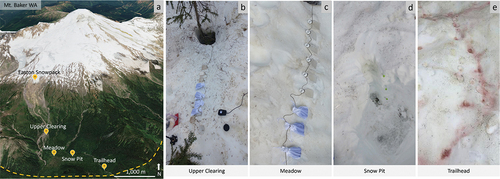 Figure 1. Mount Baker study site and images of snow conditions at each sample location. (a) Map of Mount Baker; dashed line represents estimated extent of snowpack on the mountain during sampling. Sample sites: (b) upper clearing (mixed, brown/red snow), (c) meadow (white snow), (d) snowpack/snow pit (layered snowpack sampling), and (e) trailhead (red snow). Culture flasks in pictures were the vessels used for primary productivity rate incubation experiments. “Easton snowpack” marker on map indicates location of sample site where Easton glacier snow was collected. Satellite image retrieved from Google Earth.