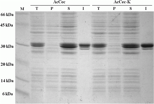 Figure 2.  SDS-PAGE analyses of the expressed proteins. Lane M, protein molecular weight marker. Lane T, total protein of the transformed E. coli Rosetta. Lane P, pellet of disrupted bacterial cell. Lane S, soluble protein of disrupted bacterial cell. Lane I, isolated protein using GSTrap column chromatography.