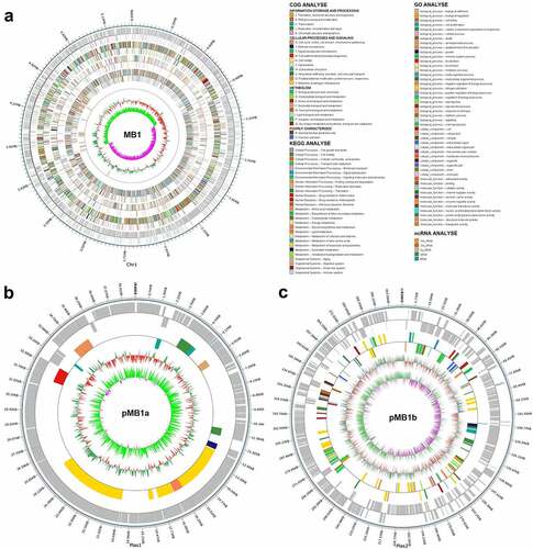Figure 2. Circular maps of Bacillus cereus MB1. Circular maps of MB1 chromosome (a), pMb1a (b), and pMb1b (c) are shown. The scales on the outside circles indicate the coordinates of the genome/plasmids. The circles from outside to inside represent the following: COG annotated genes, KEGG annotated genes, GO annotated genes, ncRNA, GC content, and GC skew. Gray represents unannotated genes.
