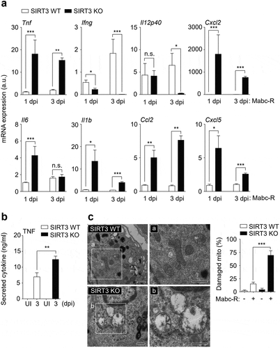 Figure 2. SIRT3 is required to control pathological inflammation and mitochondrial damage during Mabc-R infection. (a and b) SIRT3 WT and KO mice (n = 8 each group) were infected intranasally with Mabc-R (1 × 107 CFU) and monitored at 1 and 3 dpi. (a) Lung tissues were subjected to quantitative real-time PCR analysis for the measurement of mRNA expression of various cytokines/chemokines. (b) The supernatants from lung lysates were subjected to ELISA analysis of TNF (at 3 dpi). (c) SIRT3 WT and KO mice (n = 3 each group) were infected intranasally with Mabc-R (1 × 107 CFU) and monitored at 5 dpi. The lung tissues were harvested and then subjected to TEM analysis (left). Mitochondria with complete cristae are shown in a; swollen mitochondria with vacuolation in the cristae are shown in b. Right, Quantitative analysis of at least 8 EM images in the lung tissues from SIRT3 WT and KO mice infected intranasally with Mabc-R (1 × 107 CFU; n = 3 each group). The ratio of damaged mitochondria in total mitochondria was calculated quantitatively. Scale bars, 500 nm. *P < 0.05, **P < 0.01, ***P < 0.001, n.s., not significant compared with SIRT3 WT conditions (a). Non-parametric test (a, b, and c right). Data represent three independent experiments (c left), and values represent means (± SEM) from three or four independent experiments performed in triplicate (a and b).