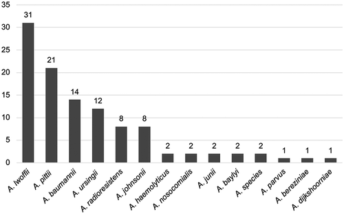 Figure 4. Acinetobacter species distribution as determined by MALDI-TOF (matrix-assisted laser desorption/ionization time of flight).