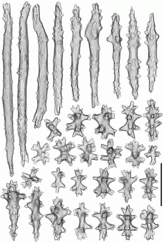 Figure 11.  Pseudoanthomastus agaricus holotype (MOM INV-6080). Sclerites of stalk. Scale 0.1 mm.