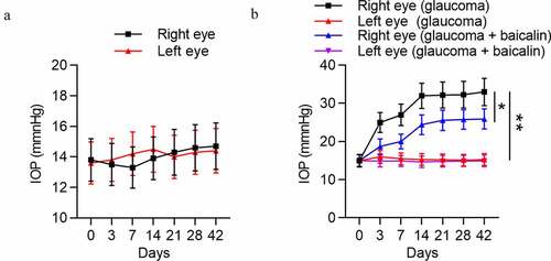 Figure 4. Successful establishment of a mouse model of glaucoma. (a) IOP variation in left eye and right eye of mice in the control group (n = 10) was measured at 0, 3, 7, 17, 21, 28 and 42 days. (b) IOP variation in left eye and right eye of mice with glaucoma after baicalin treatment was measured at 0, 3, 7, 17, 21, 28 and 42 days. ** p < 0.01