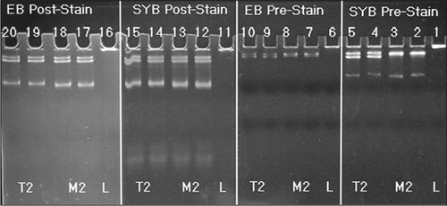 Figure 1.  Four single strand conformational polymorphism (SSCP) staining methods in a single polyacrylamide gel. SSCP of H09g marker for two Tribolium castaneum strains (M2, mas p au; T2, Tiw-1) show duplicate applications in each of four treatments (EB, ethidium bromide; SYB, SYBR Gold). λ DNA (50 ng) loaded into lanes marked “L” served as fluorescent controls. This 10% polyacrylamide gel [99:1 methylene-bis-acrylamide in 1× Tris-borate EDTA (TBE)] was run in a vertical position at 10°C (5°C water jacket) with 0.5× TBE running buffer for 60 min at 180 constant volts. Pre- and post-stained samples were run on the same gel and physically separated for postelectrophoretic treatment.