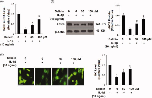 Figure 7. Salicin inhibits IL-1β-induced reduction of endothelial nitric oxide synthase (eNOS) and nitric oxide (NO). (A) The expression of eNOS at the mRNA levels was determined by real-time PCR. (B) The expression of eNOS at the protein levels was determined by western blot analysis. (C) The level of intracellular NO was determined by DAF-FM DA staining. Scale bars, 100 μm. Cells were treated with IL-1β (10 ng/mL) in the presence or absence of salicin (50 and 100 μM) for 48 h (*, #, $, p < .01 vs. previous column group, n = 5–6).