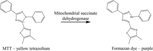 Figure 12 Mitochondrial reductase enzyme induced MTT reduction.