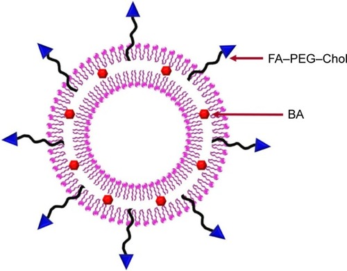 Figure 5 The schematic structure of folate-functionalized liposomes.