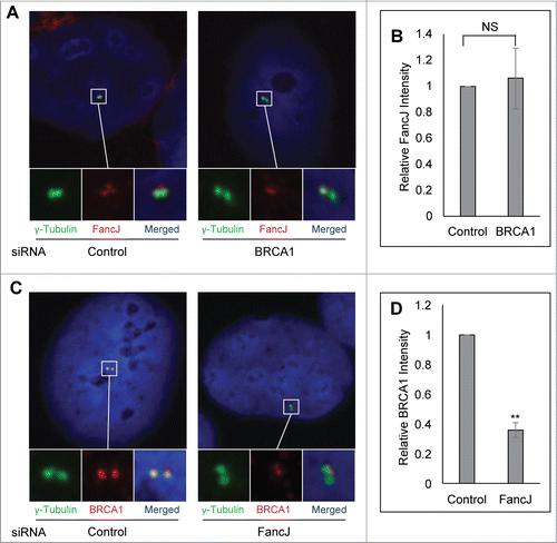Figure 6. FancJ enhances centrosome localization of BRCA1 in mitomycin C treated cells. (A and B) Depletion of BRCA1 does not affect the centrosome localization of FancJ. U2-OS cells were first transfected with either Control siRNA or siRNA against BRCA1. Cells were treated with 0.5 μM MMC for 48 hours and then were fixed in methanol and stained with antibodies against γ-Tubulin (green) and FancJ (red). Nuclei were stained with DAPI (blue). The intensity of centrosomal FancJ were measured and normalized against the intensity of γ-Tubulin in more than 30 cells. (C and D) Depletion of FancJ attenuates the centrosome localization of BRCA1. U2-OS cells were first transfected with either Control siRNA or siRNA against FancJ. Cells were treated with 0.5 μM MMC for 48 hours and then were fixed in methanol and stained with antibodies against γ-Tubulin (green) and BRCA1 (red). Nuclei were stained with DAPI (blue). The intensity of centrosomal BRCA1 were measured and normalized against the intensity of γ-Tubulin in more than 30 cells. All error bars are standard deviation obtained from 3 different experiments. Standard 2-sided t test: **P < 0.01. NS, not significant.