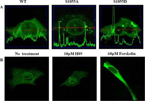 Figure 5.  Subcellular localization of CRM1 phosphorylated by PKA. (A) HEK 293 cells were transfected with plasmids for EGFP-CRM1 WT, S1055A, or S1055D (green). CRM1 S1055D was detected in the cytoplasm as a large dot (right) and not on the nuclear rim. Figures represent three independent experiments. Confocal microscopic pictures were scanned using profile in the ZEN program. (B) Subcellular localization in HEK 293 cells of EGFP-CRM1 WT was examined after treatment with forskolin or H89 for 24 h. EGFP-CRM1 WT (green) was observed by fluorescence microscopy.