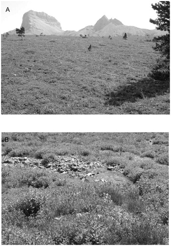 FIGURE 3. Examples of the plant associations found at opposite ends of the primary DCA axis, with characteristic (A) Arctostaphylos uva-ursi (bearberry) and (B) Tofieldia glutinosa—Carex lenticularis (false asphodel—Kellogg sedge).