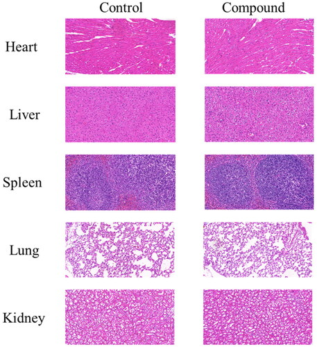 Figure 8. Compound 12 had low toxicity in vivo. The HE staining of tissues after mice were treated with 1000 mg/kg compound 12. The scan bar: 100 μM.