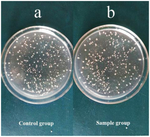 Figure 4. Biocompatibility evaluation of the s-triazine-containing FCPNs. Images of E. coli cells incubated with different concentrations of FCPNs at 37 °C for 24 h: (a) control cells, (b) 10 mg/mL.