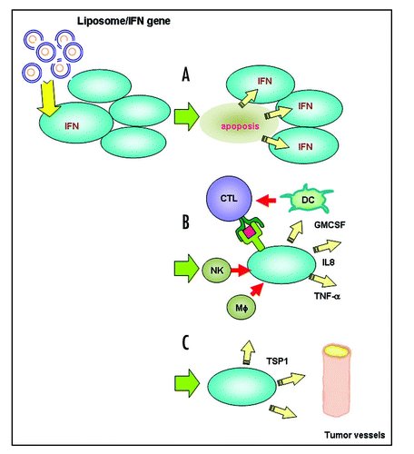 Figure 2 Mechanisms of liposome-mediated IFNβ gene therapy. Histology and cDNA expression microarray analyses revealed significant inductions in apoptosis (A) and antitumor immunoresponse (B), and inhibition of neovascularization (C).