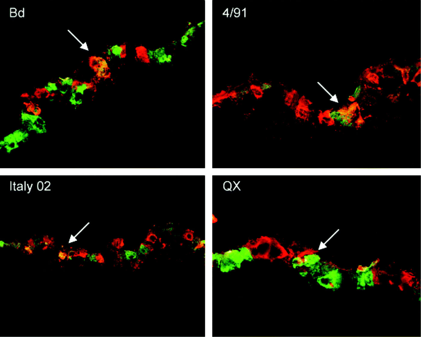 Figure 4.  Immunofluorescence analysis of cryosections prepared from IBV-infected tracheal organ cultures. At 24 h post inoculation, sections were stained for goblet cells using an anti-Muc5AC antibody (red) and for virus antigen using a polyclonal IBV serum (green). Areas of co-staining are indicated by white arrows. Bd, Beaudette.
