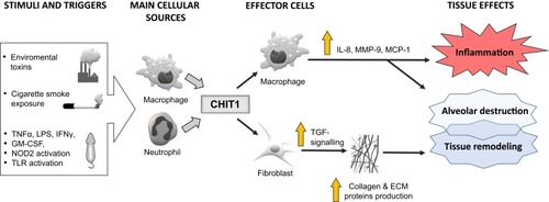 Figure 2 Schematic presentation of the hypothesized links between chitotriosidase (CHIT1) and the pathogenesis of lung inflammation and injury (eg, in COPD).