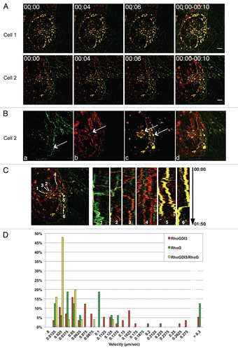 Figure 2 Dynamics of GDI3 and RhoG in live MDCK cells. MDCK cells co-expressing EGFP-RhoG (in green) and GDI3-mCherry (in red) were analyzed by 4D-videomicroscopy. Co-localization appears in yellow in all panels. Scale bar is 5 µm in all parts. (A) Frames taken at 0, 4 and 6 seconds for two different cells. A temporal projection of 10 seconds is shown on the right part. (B) A representative 100-second projection from cell 2 in (A). For raw green and red projections, masks were generated in order to isolate either the RhoG signal alone (a), the GDI3 signal alone (b) or the locations where the two signals co-localize (c). The resulting pseudo-channels display the following features: the EGFP-RhoG traces are mostly located at the cell periphery (arrow in a); GDI3-mCherry traces extend throughout the cell, originating from a peri-centrosomal region (arrow in b); double-labeled structures appear to be larger (arrows in c). The overlay of the 3 pseudo-channels over all time-frames is shown in (d). (C) Representative kymographs generated from the above projection. Left: areas from which the kymographs are generated are shown in white on a 10-second projection. Right: Kymographs generated from a 100-second recording representing the position of RhoG-labeled (1,2), GDI3-labeled (3,4) and double-labeled (5,6) structures, in the horizontal axis, as a function of time, in the vertical axis. Vertical traces correspond to pauses, other traces to movements. Inwards and outwards movements are towards the left and the right, respectively. Speeds are calculated from the slope of the traces. (D) Distribution of speeds of individual structures extracted from the cells shown in (A). The average velocities (µM/min) and standard error of the mean (SEM) are 0.111 (0.039) for Rho-G-labeled structures, 0.108 (0.014) for GDI3-labeled structures and 0.031 (0.005) for double-labeled structures. The average velocity of double-labeled structures is significantly smaller than that of single-labeled RhoG and GDI3 structures (p-values < 0.05 and 0.001, respectively).