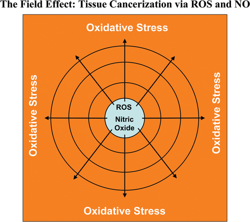 Figure 19 Oxidative stress drives tissue cancerization: The field effect. In the field effect, it is believed that both the malignant tumor cells and the surrounding or adjacent normal area have undergone a mysterious “cancerization” process to allow for the development of multiple independent foci of tumor growth in a given area. Both genetic and epigenetic alterations have been invoked to explain the field effect, but it still remains an enigma. Here, we suggest that the field effect could be mediated and propagated by oxidative (ROS) and nitrative (NO) stress in cancer associated fibroblasts. First, we envision that cancer cells could induce oxidative stress in adjacent fibroblasts. Then, oxidative stress in the adjacent fibroblasts could be laterally propagated from cell-to-cell like a virus, resulting in the amplification of oxidative stress in a given tissue area or field. This would then provide a “mutagenic/oxidative field” resulting in widespread ROS production and DNA damage. In support of these ideas, here we show that bystander oxidative stress is sufficient to induce DNA damage and aneuploidy in co-cultured MCF7 cells. Furthermore, we demonstrate that eNOS-expressing fibroblasts (undergoing oxidative and nitrative stress) have the ability to induce the downregulation of Cav-1 in adjacent normal fibroblasts, when they are co-cultured together. Thus, oxidative and/or nitrative stress in cancer associated fibroblasts provides a new paradigm by which we can understand how “field cancerization” occurs, and how it can be passed from cell-to-cell in a “contagious” fashion, essentially propagated as “waves of oncogenic stress”.