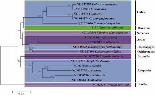 Figure 1. The neighbor-joining tree of M. uniformis based on COX1 gene sequences with 16 closely related species of 7 genus Culex, Sabethes, Aedes, Haemagogus, Ochlerotatus, Bironella, and Anopheles from the subfamily Culicinae. Genus was Dixella used as outgroup. The tree was constructed by MEGA 6.06 with 1000 bootstraps.