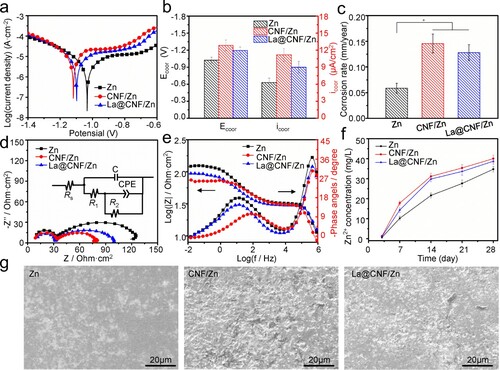 Figure 7. (a) Polarisation curves, (b) corrosion parameters and (c) corrosion rates determined from (b) for Zn and Zn-based compositions; (d) Nyquist plots inserted into equivalent electrical circuits, and (e) Bode plots; (f) Zn2+ concentration after immersion in SBF and (g) surface character after the removal of corrosion products.