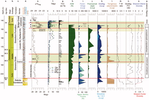 Figure 4. USGS Portland-1 core data (Eldrett et al. Citation2017): (a) depth/age; (b) chronostratigraphy; (c) lithostratigraphy; (d) lithology; (e) δ13Corg, data from Du Vivier et al. (Citation2014), Eldrett et al. (Citation2014, Citation2017), Joo and Sageman (Citation2014); (f) redox-sensitive trace metal enrichments (TMEF); (g) total organic carbon (TOC); (h) amorphous organic matter (AOM); (i) foraminiferal test linings, with micropaleontological abundance data as c.p.g. for both calcareous and agglutinated (agglut.) benthic foraminifera; (j) prasinophyte algae; (k) dinoflagellate cysts, Bosedinia cf. sp. 1 and 3 of Prauss (Citation2012b); (l) terrigenous palynomorphs; (m) T:M ratio; (n) dinoflagellate cysts P:G ratio; (o) Shannon–Wiener and Simpson–Hunter dinoflagellate cyst diversity; (p) dinoflagellate cyst zonation. *Cauveridinium membraniphorum Interval Zone.