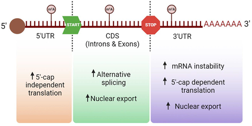 Figure 2. Biological effects of m6A modification in human mRNA depending on its position. Depending on where the modification m6A is added onto the mRNA molecule it may enhance different consequences, such as translation, splicing, its exportation or even an increase of the molecule’s instability. Created with BioRender.com [Citation10].