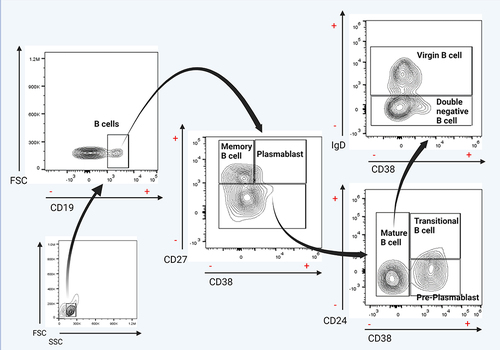 Figure 1 Flow cytometry analysis of B cell subsets and frequency of total B cells. Gating strategy for identifying the indicated B cell subsets in peripheral blood mononuclear cells (PBMCs) previously selected from singlets gate (FSC-A vs FSC-H).