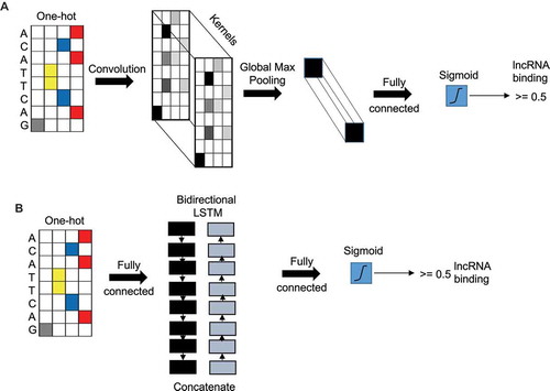 Figure 1. Convolutional neural network and recurrent neural network layers. (A) Illustration of CNN model with the input layer (sequence) as one-hot encoded followed by a CNN layer followed by a global max pooling layer and output layer with a single node with sigmoid activation function. (B) Illustration of a RNN model with the input layer (sequence) as one-hot encoded followed by a concatenated bidirectional LSTM layer followed by an output layer with single node with sigmoid activation.