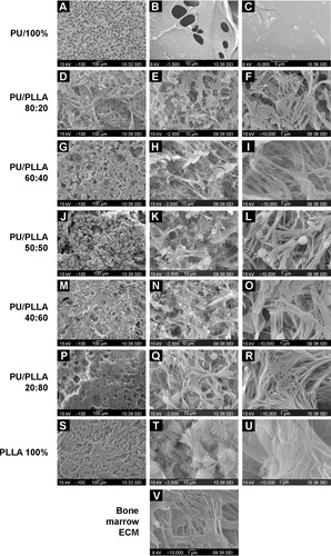 Figure 1 Scanning electron microscopy (SEM) images of 3-D micro-nanofibrous polyurethane (PU)/poly-l-lactic acid (PLLA) scaffolds phase separated using thermally induced phase separation in tetrahydrofuran at −80°C.Notes: (A–C) 100% PU; (D–F) 80:20 PU/PLLA; (G–I) 60:40 PU/PLLA; (J–L) 50:50 PU/PLLA; (M–O) 40:60 PU/PLLA; (P–R) 20:80 PU/PLLA; (S–U) 100% PLLA; (V) SEM image of bone marrow extracellular matrix (ECM) showing the micro-nanofibrous structure. Note that the micro-nanofibrous nature of PU/PLLA 60:40 (I) is similar to that of bone marrow (V).