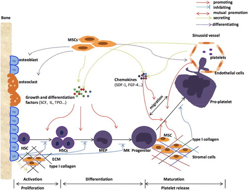 Figure 1. The main process of platelet production in the bone marrow and the regulatory role of bone marrow microenvironment.