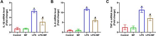 Figure 2 MF inhibited the mRNA levels of proinflammatory cytokines in lung tissues treated with LPS. (A–C) The mRNA levels of IL-1β, IL-6 and TNF-α in the indicated groups. (n = 5, *P<0.05 vs Control group, #P<0.05 vs LPS group).