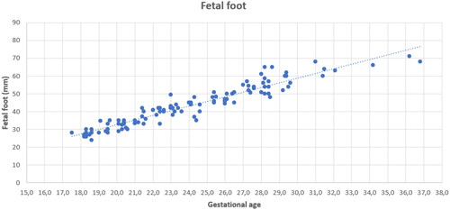 Figure 2. Measurement of fetal foot length in relation to gestational age in a control group of 109 healthy fetuses (Normal Heart Anatomy, no Extracardiac malformations, no Extracardiac anomalies) with a trend line. Data from the Department of Diagnoses and Prevention of Fetal Malformations, Medical University of Lodz of 2016–2020. Gestational age in weeks.