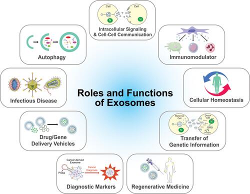 Figure 4 Multifunctional aspects biological functions of exosomes.