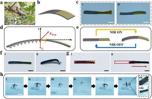 Figure 4. Actuation application of the PFA. (a) Digital image of a measuring worm; (b) Conceptual diagram of soft robotics assembled based on PFA; (c) The structure of a soft robotics assembled based on PFA. i) Digital image of the top of the soft robotics. Scale bar: 5 mm. ii) Digital image of the bottom of the soft robotics. Scale bar: 5 mm. (d) Analysis of the main force characteristics of soft robotics; (e) The crawling cycle of soft robotics; (f) Digital images of the crawling process of soft robotics. Scale bar: 5 mm. (g) Crawling displacement of soft robotics. Scale bar: 5 mm. (h) A schematic diagram of the grasping process and details of a soft robotics gripper assembled based on the PFA. Scale bar: 2 cm.