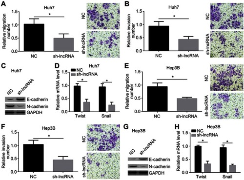 Figure 3 LOC105372579 knockdown inhibits migration, invasion, and EMT. (A and B) Migration and invasion of Huh7 cells were suppressed by LOC105372579 knockdown. (C) Western blot was used to measure the expression of N-cadherin and E-cadherin in Huh7 cells. (D) mRNA levels of Twist and Snail in Huh7 cells. (E and F) Migration and invasion of Hep3B cells were inhibited by LOC105372579 silencing. (G) Western blot was used to measure the expression of N-cadherin and E-cadherin in Hep3B cells. (H) mRNA levels of Twist and Snail in Hep3B cells. sh-lncRNA indicates sh-LOC105372579-1.Notes: *P<0.05. Magnification ×100. Abbreviation: EMT, epithelial–mese-nchymal transition.