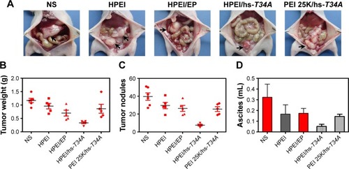 Figure 8 HPEI/hs-T34A complexes inhibited the growth of ovarian tumor in vivo.Abbreviations: HPEI, heparin–polyethyleneimine; PEI 25K, polyethyleneimine (molecular weight 25,000); EP, empty vector plasmid; hs, human survivin.