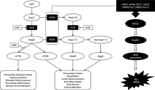 Figure 1 Diagram of regulatory mechanism of renin-angiotensin system (RAS). The classical RAS pathway begins with the conversion of angiotensinogen (AGT) to an inactive decapeptide precursor angiotensin I (Ang I) through the action of renin. Ang I is further recognized and cleaved by angiotensin converting enzyme (ACE) to produce active octapeptide angiotensin II (Ang II). Ang II is the key biological peptide of RAS which has various physiological regulatory effects. It acts mainly through the combination of type 1 angiotensin II receptor (AT1R) to constrict blood vessels, raise blood pressure, promote inflammation, and promote fibrosis and apoptosis. It can also bind to AT2, AT3, and AT4 receptors, and plays different physiological roles. In addition, angiotensin converting enzyme 2 (ACE2) can cleave Ang I C-terminal peptide to produce inactive Ang (1-9), then Ang (1-9) can be hydrolyzed by ACE and other peptidases to produce active Ang (1-7). ACE2 can also directly cleave Ang II to form Ang (1-7). Ang (1-7) binds to the Mas receptor (MasR) and exerts physiological functions that are contrary to Ang II, including vasodilation, lower blood pressure, anti-inflammation, anti-oxidative stress, anti-fibrosis, etc. These form two main functional axes of RAS. Ala-Ang (1-7) is produced when the aspartate at the amino terminal of Ang (1-7) is replaced by alanine. It can bind to the new receptor Mas-related G protein-coupled receptor D (MrgD) and protect against hypertension, inflammation, and lung damage. Furthermore, ACEI and ARB can protect against RAS imbalance by inhibiting the conversion of Ang I to Ang II and the binding of Ang II to the AT1R, respectively. We also showed that some viral infections can interfere with the function of RAS, leading to acute lung injury (ALI) and even acute respiratory distress syndrome (ARDS).