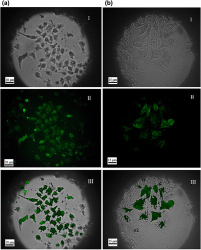 Figure 9. Microscopy images of SMMC-7721 after incubation with (a) FMNPs and (b) FMNPs-BSA. Figure a (I) and b (I) were obtained using optical microscopy; Figure a (II) and b (II) were obtained using fluorescent microscopy. Figure a (III) and b (III) present the overlap of the two channels.