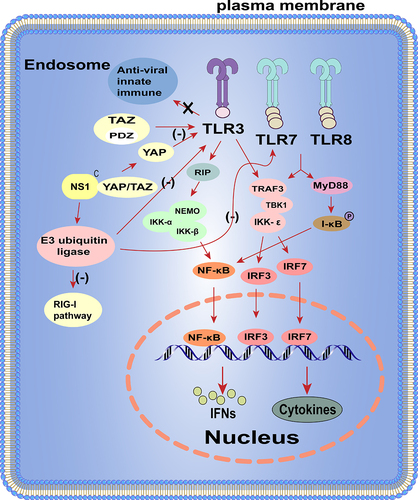 Figure 2. The NS1 protein regulates the IFN-I signalling pathway.