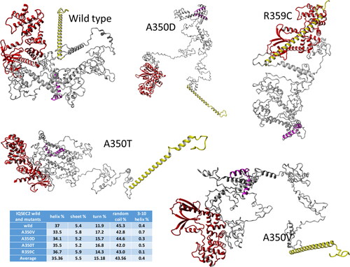 Figure 2. Molecular modeling of IQSEC2 domains. The domain structure generated by molecular modeling of fragments (1–1094 residues) of wild type IQSEC2 and its mutants demonstrates that these are Intrinsically Disordered Proteins (IDP). Colors: Sec 7 domain – red, N-terminal fragment – yellow, IQ domain – magenta, the rest of the residues are grey. The table summarizes the fraction of various secondary structures in the different proteins.