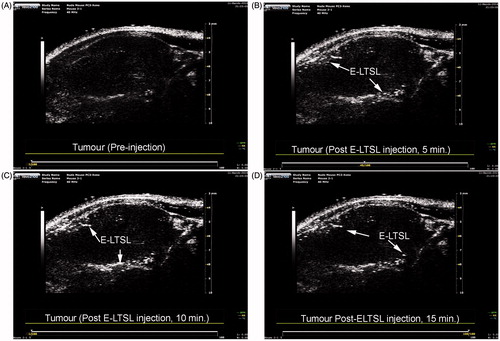 Figure 4. Tumour vascular contrast enhancement following intravenous injection of E-LTSL in a mouse model. A sustained increase in contrast compared to preinjection control was noted at (A) 0 min, (B) 5 min, (C) 10 min, (D) 15 min.