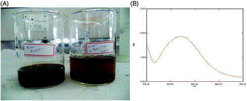 Figure 1. UV-visible absorbance spectrum of SeNPs. (A) Visible color change it indicates that synthesized selnium nanoparticle in aqueous plant extract. (B) SeNPs producing an peak at 420 nm.