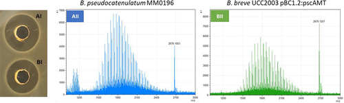 Figure 6. Well diffusion assay. C18 SPE cell free supernatants from B. pseudocatenulatum MM0196 (aI) and B. breve UCC2003 pBc1.2:laAMT (bI). MALDI-TOF MS spectra of C18 SPE extracts of cell free supernatant confirm the presence of the pseudocin 196-corresponding molecular mass in both B. pseudocatenulatum MM0196 WT (aII) and B. breve UCC2003 pBc1.2:laAMT (bII).