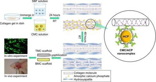 Figure 15 The experimental scheme of synergistic intra- and extrafibrillar mineralization process using CMC/ACP nanocomplexes.Abbreviations: ACP, amorphous calcium phosphate; BMC, biomimetic mineralized collagen; CMC, carboxymethyl chitosan; RT, room temperature; SBF, simulated body fluid; TMC, traditional mineralized collagen.