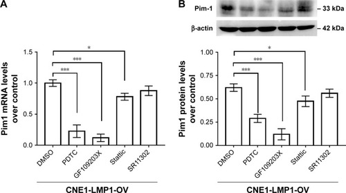 Figure 5 Signaling involved in LMP1-induced Pim1 expression in NPC cells.Notes: (A) Pim1 mRNA levels were detected in LMP1 downstream signaling inhibitors including PDTC, GF109203X, Stattic and SR11302. *P<0.05, ***P<0.001; PDTC, NF-κB inhibitor; GF109203X, PKC inhibitor; Stattic, STAT3 inhibitor; SR11302, AP-1 inhibitor. The experiment was repeated three times (n=3). (B) Pim1 protein levels were detected in LMP1 downstream signaling inhibitors including PDTC, GF109203X, Stattic and SR11302. *P<0.05, ***P<0.001. The experiment was repeated three times (n=3) and the representative bands are shown.Abbreviations: DMSO, dimethyl sulfoxide; PDTC, pyrrolidine dithiocarbamate.