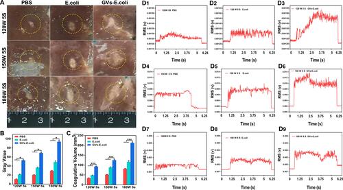 Figure 6 Synergistic HIFU therapy of GVs-E. coli in vitro. (A) Representative photographs of ablated bovine livers after HIFU irradiation. The yellow dotted circles marks the coagulative necrosis of bovine livers). (B) The corresponding quantitative analysis of the gray value of bovine livers after HIFU irradiation (n=3, *p < 0.05). (C) The corresponding quantitative analysis of coagulation volumes of bovine livers after HIFU irradiation (n=3, ***p < 0.001). (D1–D9) Representative images of cavitation activity at the HIFU irradiation in different power for PCD signals.