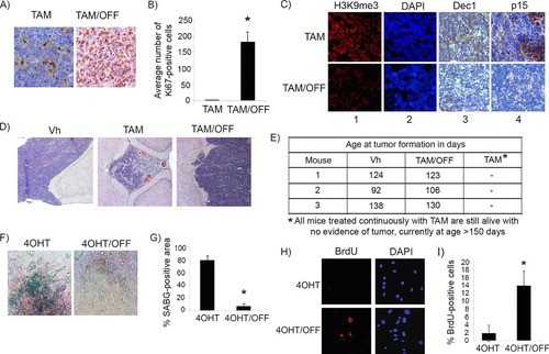 FIG 5 p53 is needed for the maintenance of the senescence-like response in cyclin D1-expressing pineal cells. (A) Representative immunostaining for Ki67 in pineal gland sections of Irbp-Cyclin D1, p53ER(TAM)Ki/− mice treated for 10 days (P60 to P70) with TAM to restore p53 and then either treated further with tamoxifen (TAM) or withdrawn from treatment (TAM/OFF) to inactivate p53 for another 10 days, as indicated. (B) Mean number of Ki67-positive cells per field under the conditions shown in panel A. Each point represents the means from at least 5 fields and is representative of 2 independent experiments. (C) Representative immunostaining for the indicated markers of senescence under the same conditions as those for panel A. (D) Representative hematoxylin and eosin staining of Irbp-Cyclin D1, p53ER(TAM)Ki/− pineal glands from mice treated for 10 days (P60 to P70) with vehicle (Vh) and from mice that were treated for 10 days with tamoxifen to restore p53 and then either treated further with tamoxifen or that had tamoxifen withdrawn to inactivate p53 (TAM/OFF) for another 10 days, as indicated. (E) Age at clinical tumor formation in a cohort of mice treated with vehicle, tamoxifen for 1 month from P60 to P90 (TAM/OFF), or continuous tamoxifen treatment, as indicated. (F and H) Representative staining for SABG (F) and BrdU (H, left) and corresponding DAPI nuclear stain (H, right) in Irbp-CyclinD1, p53ERTAMKi/− pineal cells explanted at P10. The cells were treated for 7 days with 4OHT to restore p53 and then either treated further with 4OHT (4OHT) or withdrawn from tamoxifen treatment to inactivate p53 (4OHT/OFF) for another 7 days as indicated. (G and I) Percentages of SABG-positive area (G) and BrdU-positive cells (I), under the conditions shown in panel F and H, respectively, are shown. Each point represents the means from at least 5 fields and is representative of 2 independent experiments. Bars represent standard deviations, and asterisks denote a statistically significant difference (P < 0.05).