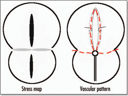 Figure 15 Correspondence between the stress map during gastrulation, and the eventual pattern of blood vessels. The black lobe corresponds to strong tension in x, the gray correspond to strong compression in y, the lower lobe leads to the primitive streak and mesoderm ingression, the upper lobe to embryo axis, and the perpendicular lines to vitelline arteries.