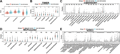 Figure 6 Analysis of the signature’s and TME’s correlation. (A) There is variability in the stromal, immune, and estimated scores of HCC patients in different risk groups. Immune cell infiltration was analyzed by the TIMER (B), CIBERSORT (C), MCPcounter (D), and xCELL (E). ns, not significant; *p < 0.05; **p <0.01; ***p < 0.001.