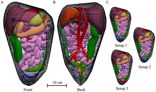 Figure 1. Anatomical model used in this study, based on the organ models generated by the XCAT phantoms. Panels (A) and (B) show the front and back of the model, visualizing the organs and vasculature. Panel (C) visualizes the location of the inflow (red) and outflow (blue) catheters used in this study. The two inflow two outflow catheter setup was based on that used by Rettenmaier et al. [Citation8].